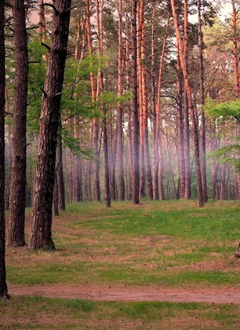 Сосновый лес Каялов Бор