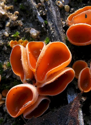 Сумчатые грибы аскомицеты