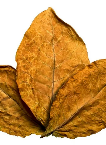 Табачный лист