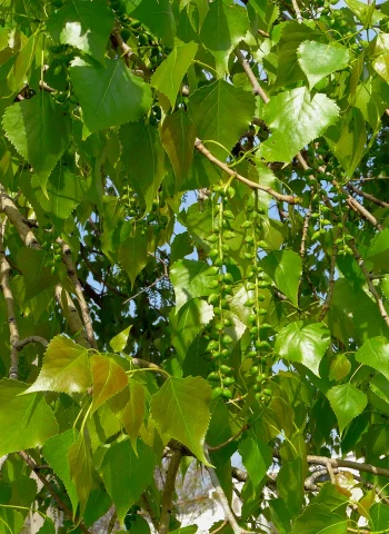Тополь канадский Populus canadensis