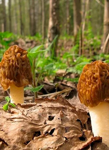 Весенние грибы сморчки