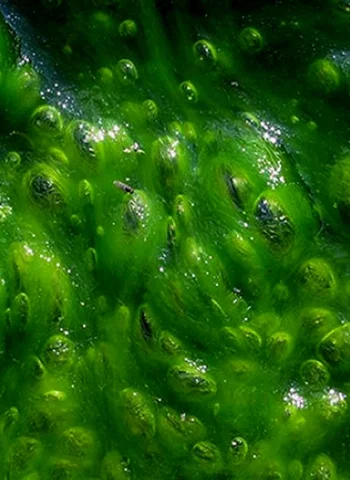 Зеленые водоросли хламидомонада
