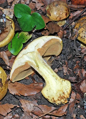 Желтяк гриб паутинник