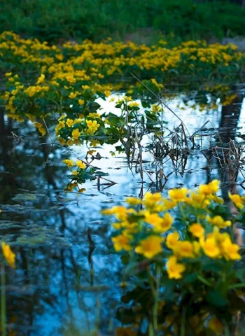 Желтые цветы Сестрорецкое болото