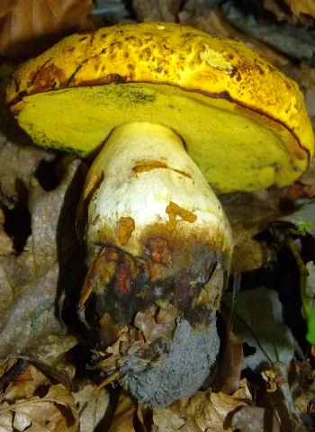 Желтый Боровик гриб