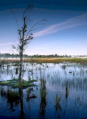 Журавлиное болото Владимирская область