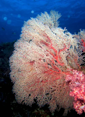 Звездчатый коралл