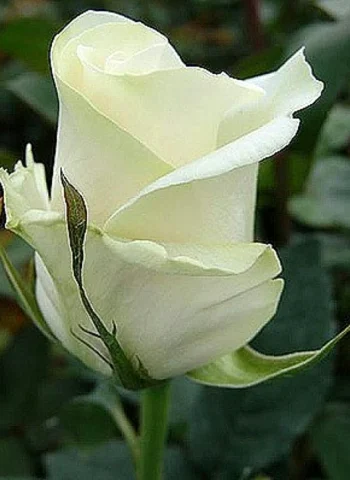 Амелия сорт роз