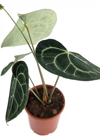 Anthurium clarinerviumАнтуриум Кларинервиум