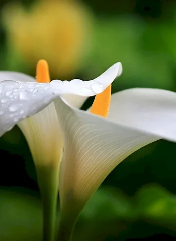 Белокрыльник цветок