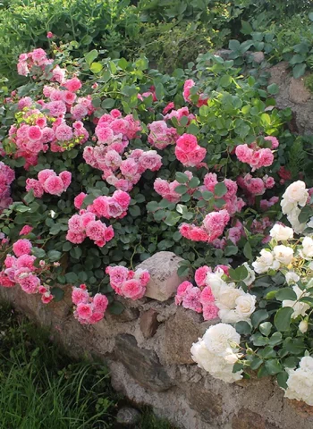 Бордюрные полиантовые розы