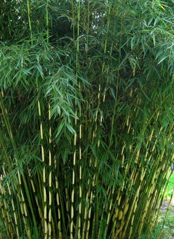 Фаргезия Руфа бамбук