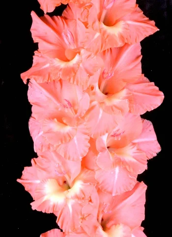 Гладиолус крупноцветковый Дебюсси