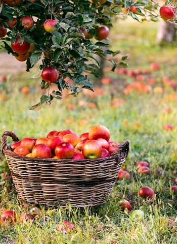 Яблоневый сад Псков