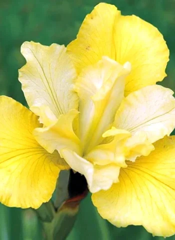 Iris sibirica Summer Revels