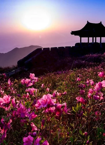 Южная Корея Кенджу рододендрон