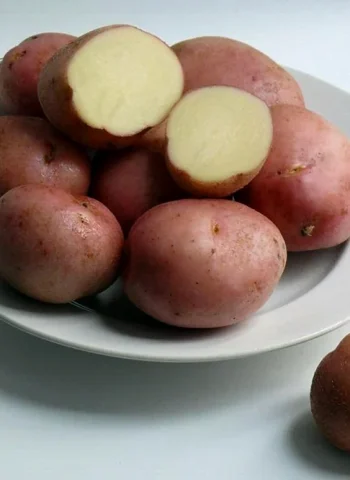 Картофель семенной Романо