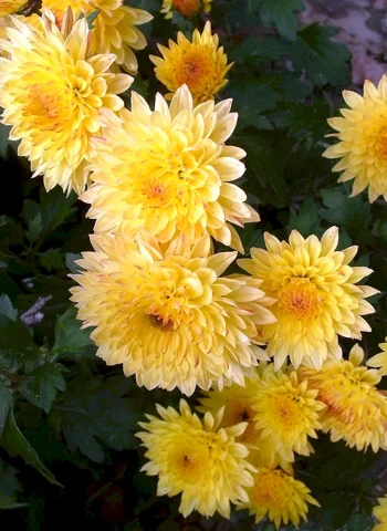 Хризантема корейская солнцецвет