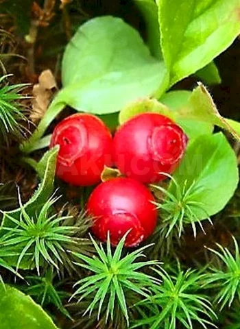 Клоповка Сахалинская ягода