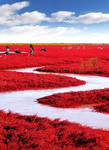 Красный пляж Паньцзинь Китай