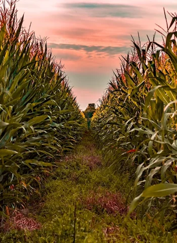 Кукурузное поле Дублин Огайо