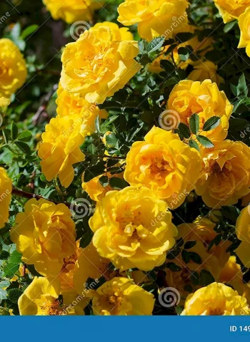 Куст розы желтой дикой