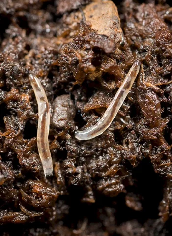 Личинки мушек сциариды