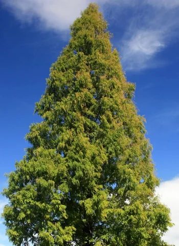 Метасеквойя глиптостробусовая Metasequoia glyptostroboides