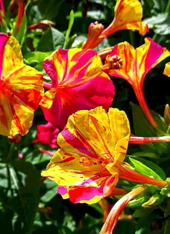 Мирабилис ялапа цветок