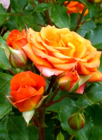 Оранж Мейландина роза плетистая