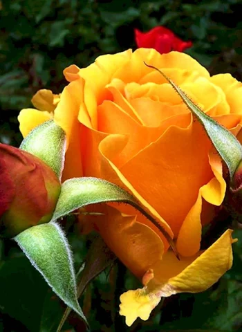 Оранжевая роза Гонолулу