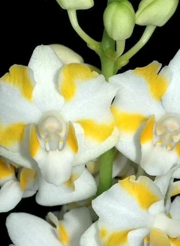 Орхидея пульчеррима 4n pulcherrima Yellow