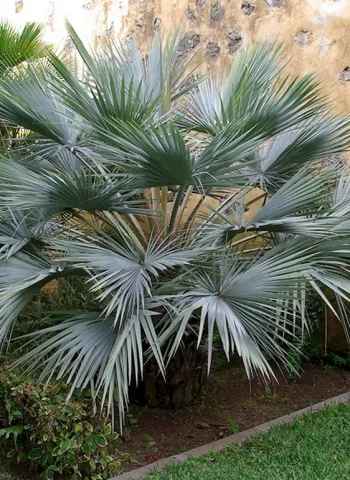 Пальма Брахея Армата