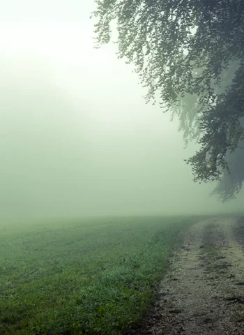 Пейзаж туман