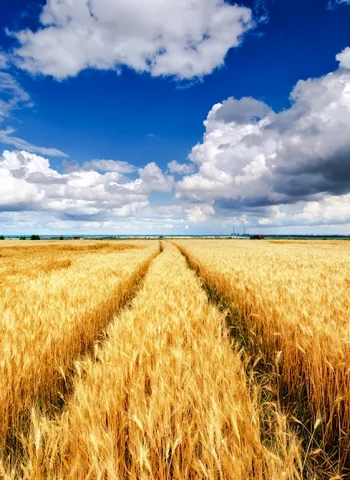 Пшеничное поле Вангол