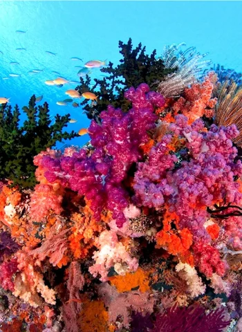 Раджа-Ампат рифы