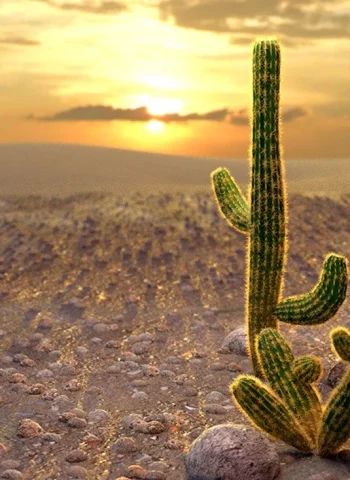 Растения пустыни Кактус