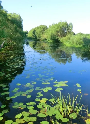 Река Лесной Воронеж
