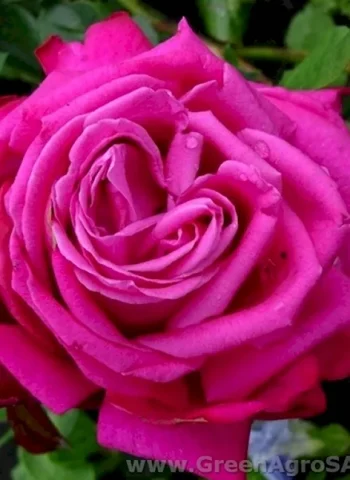Роза чайно-гибридная Дуфтрауш