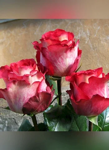Роза чайно-гибридная Игуасу