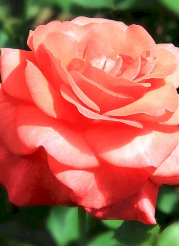 Роза чайно-гибридная импресарио