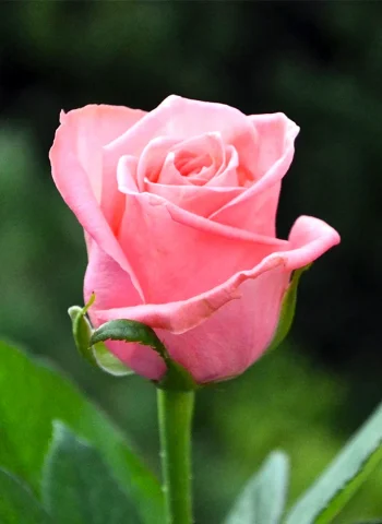 Роза чайно-гибридная Карина