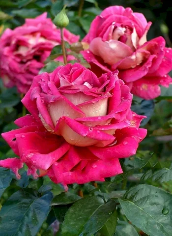 Роза чайно-гибридная Кроненбург