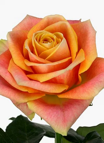 Роза чайно-гибридная маракуйя