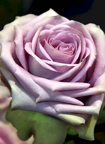 Роза чайно-гибридная тиара