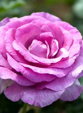 Роза чайно-гибридная Violette parfumee