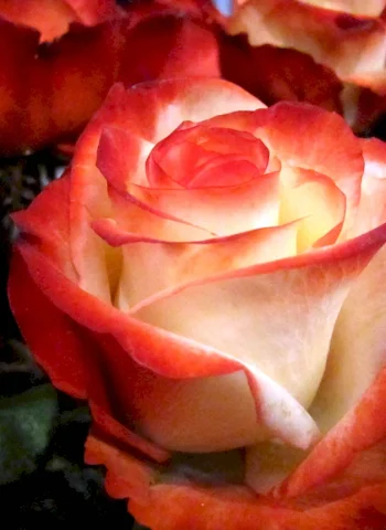 Роза чайно-гибридная высший свет