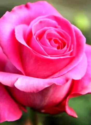 Роза чайно-гибридные Фанна