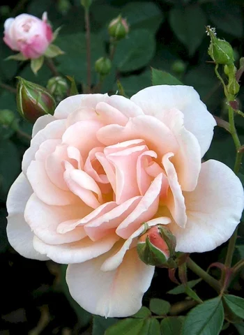 Роза Пьеро флорибунда