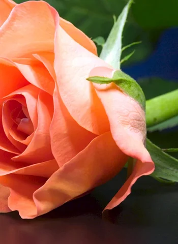 Роза персиковая Телетон